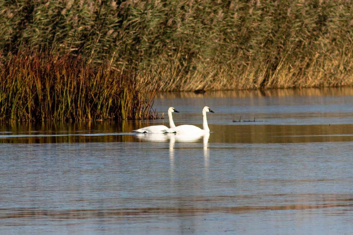 Trumpeter Swan - ML386796861