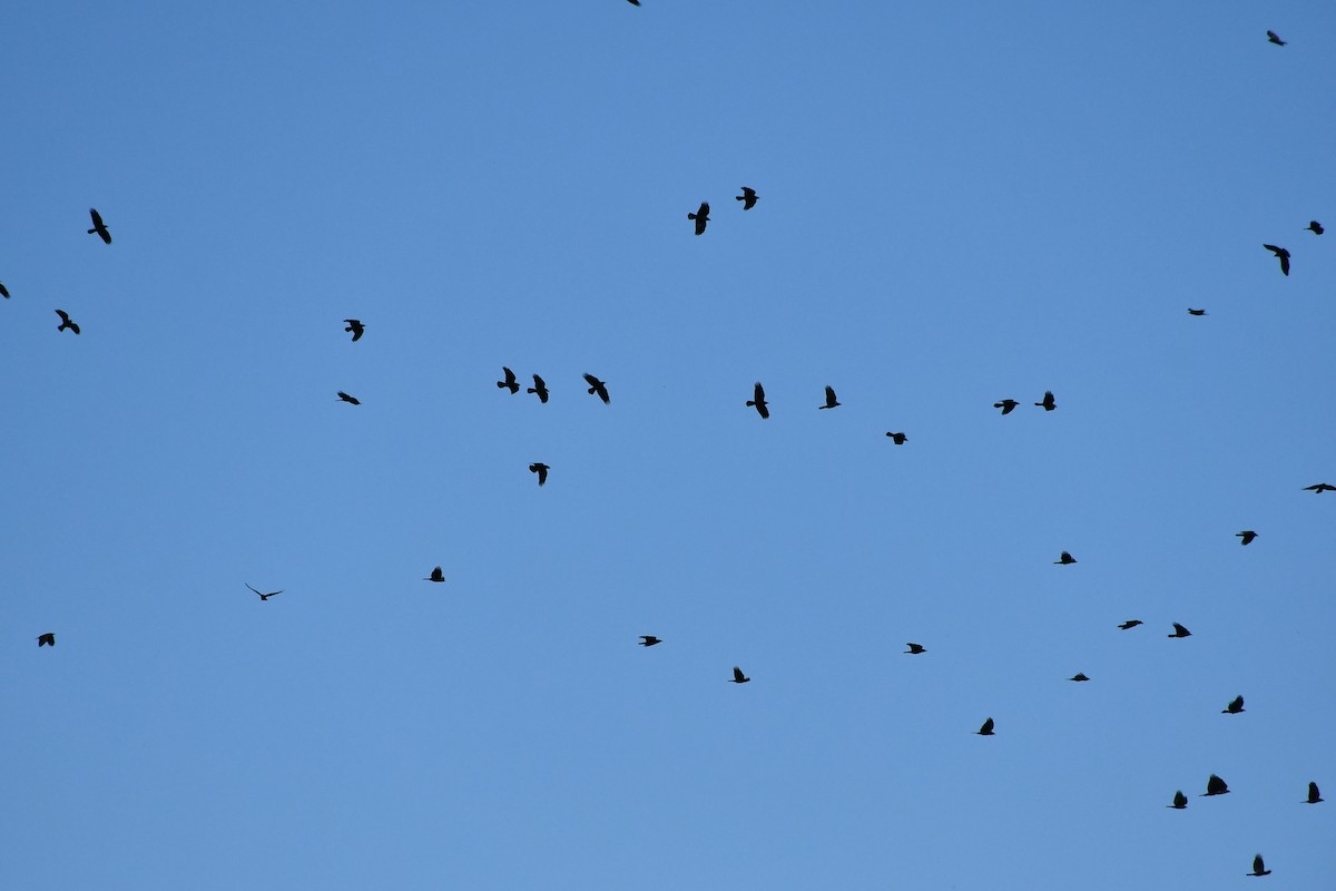 Fish Crow - ML386798901