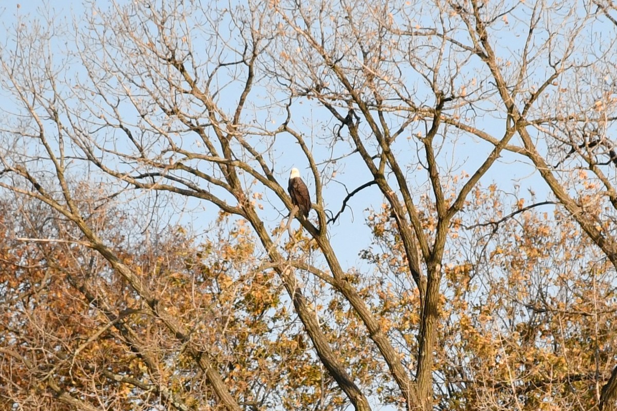 Bald Eagle - ML386799001