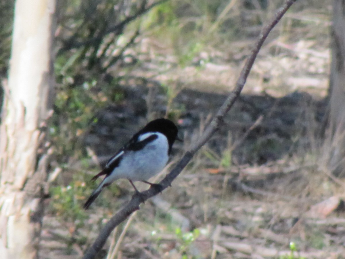 Hooded Robin - Sabrina Hepburn