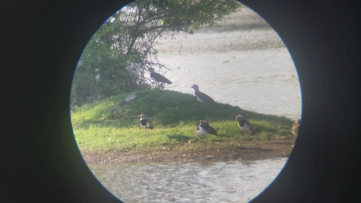 Southern Lapwing - Bianca Bosarreyes