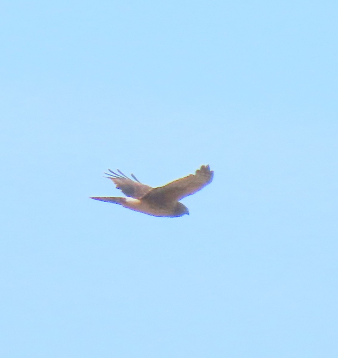 Northern Harrier - ML386801241