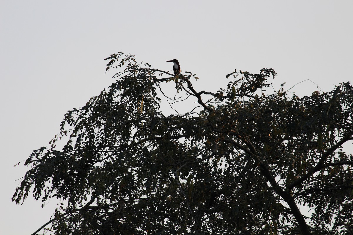 White-throated Kingfisher - ML38680191