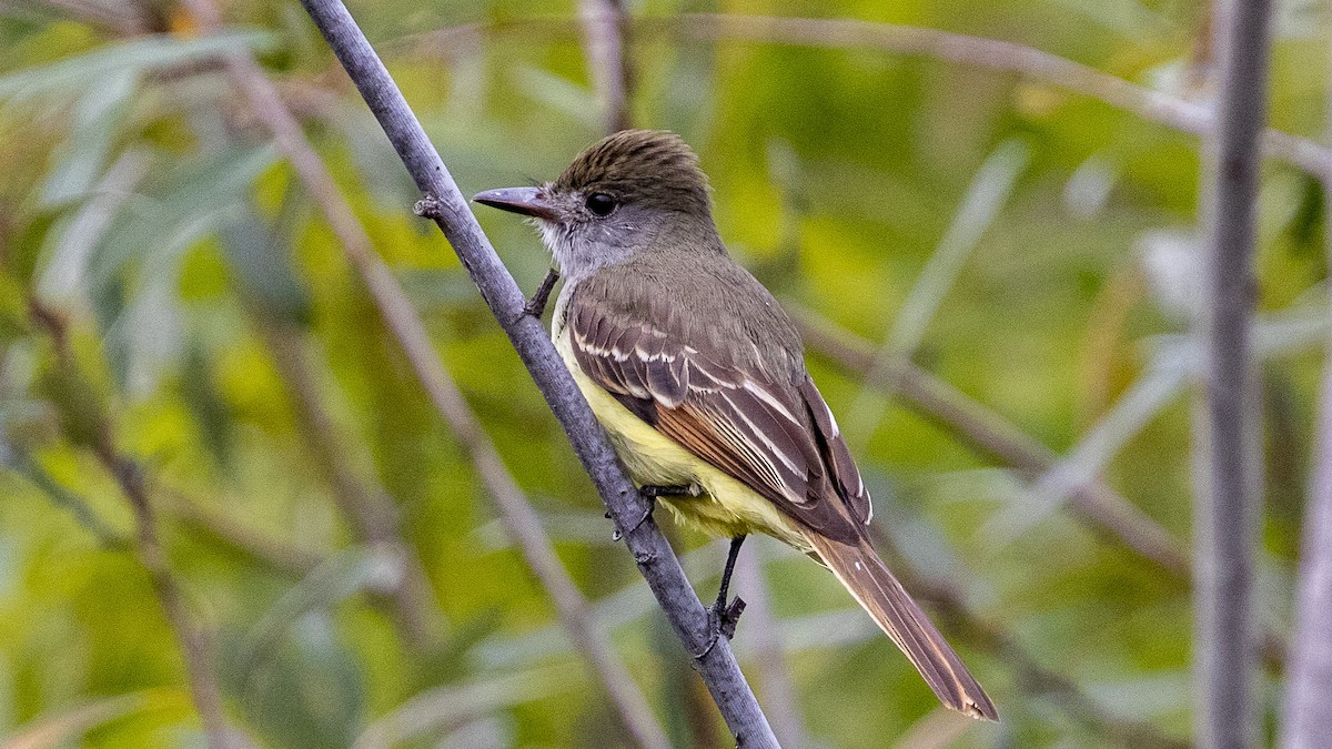 Great Crested Flycatcher - ML386803611