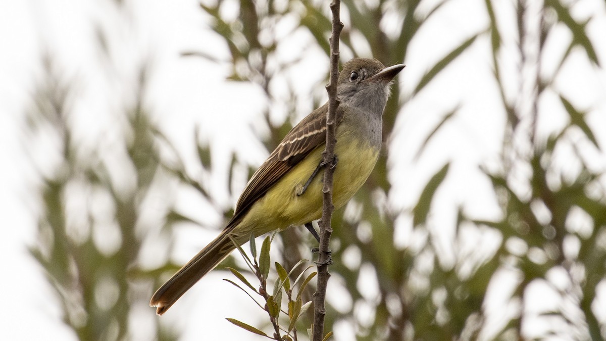 Great Crested Flycatcher - ML386803631