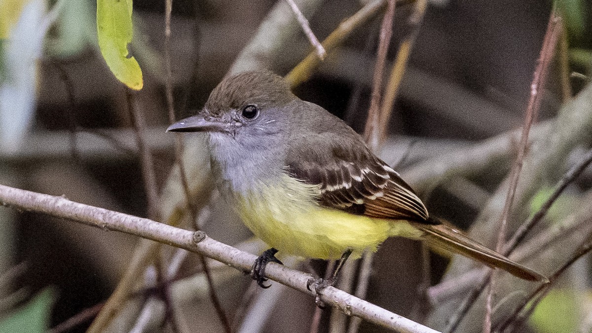 Great Crested Flycatcher - ML386803651