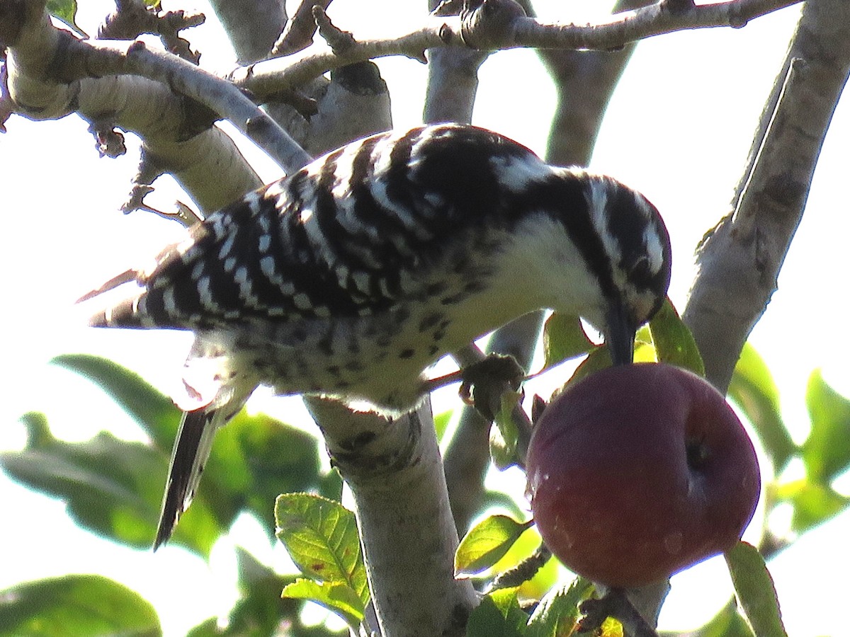 Nuttall's Woodpecker - ML38680461