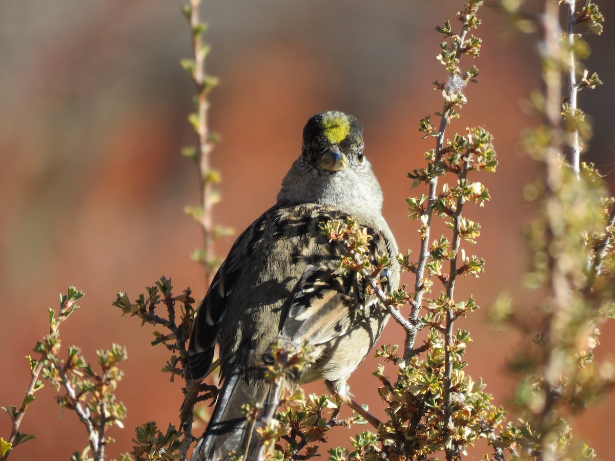 Golden-crowned Sparrow - ML386807861