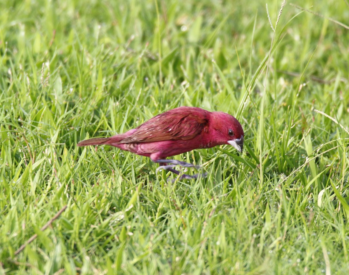 Scaly-breasted Munia - ML38680821