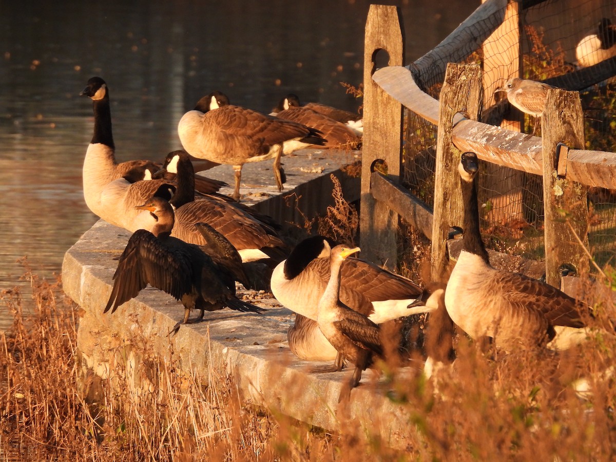 Canada Goose - ML386808281