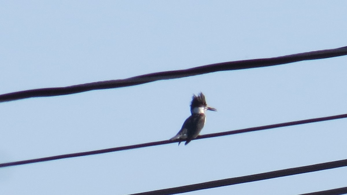 Belted Kingfisher - ML386809891