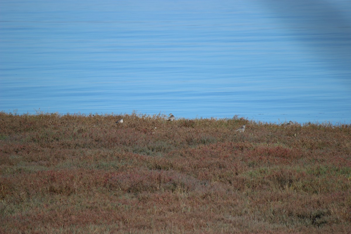 Black-bellied Plover - ML386810141