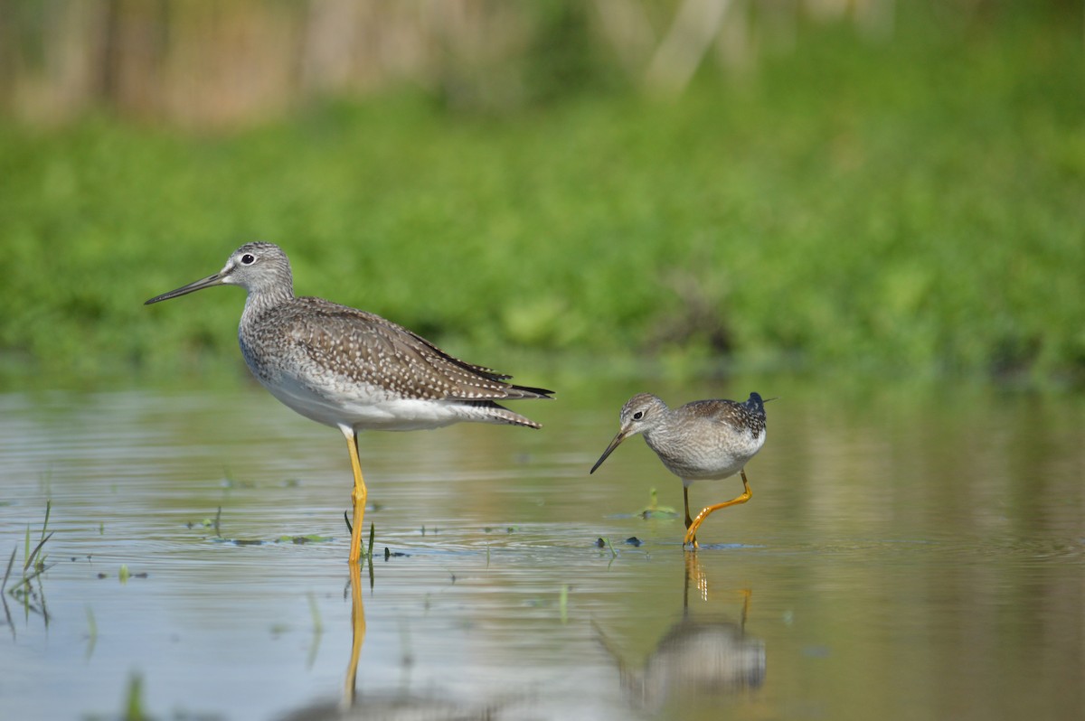 Lesser Yellowlegs - Lambert Gauthier