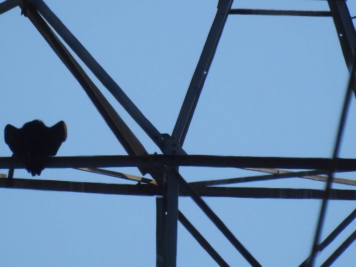Black Vulture - ML386811191