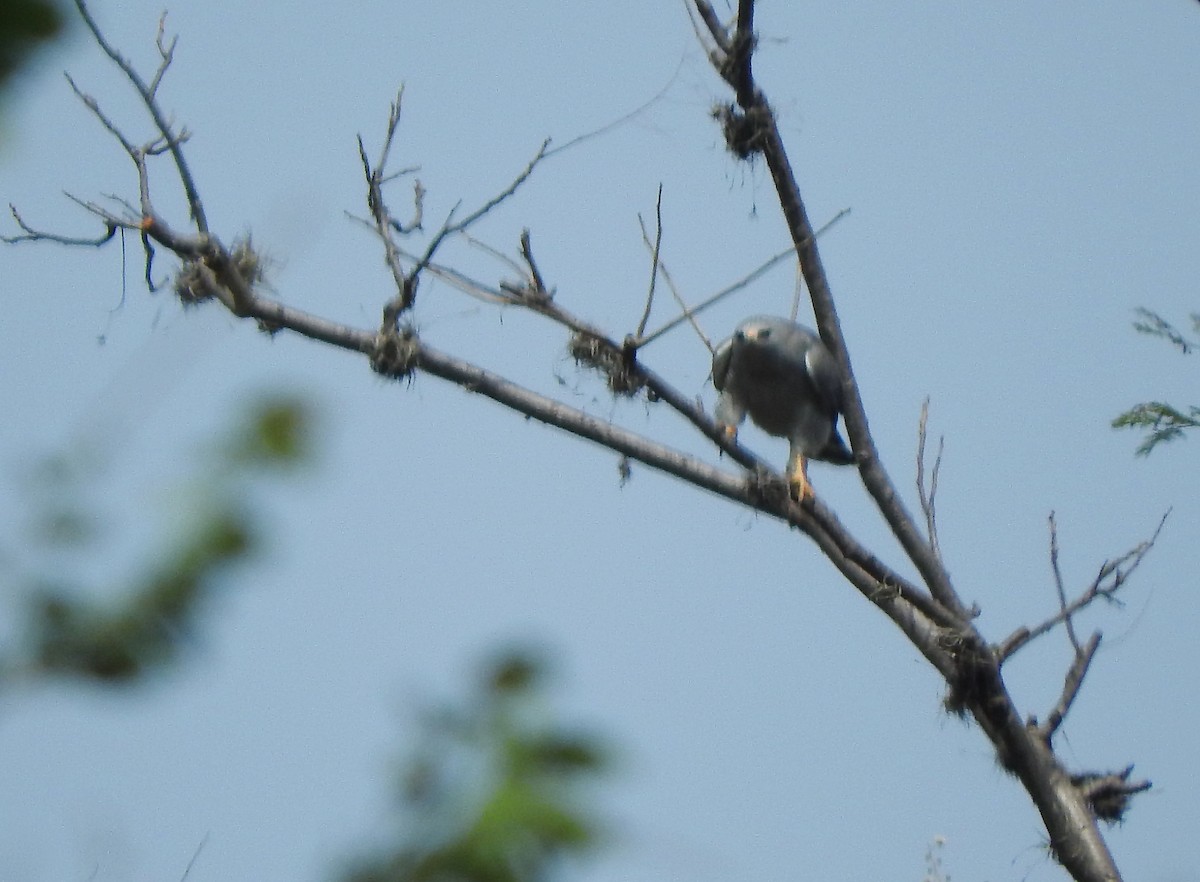 Gray Hawk - Anuar López