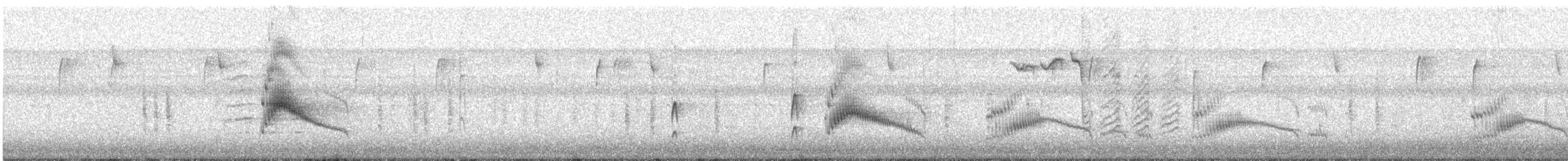 Couch's Kingbird - ML386811751