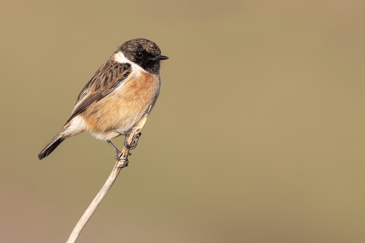 European Stonechat - Oscar Wainwright