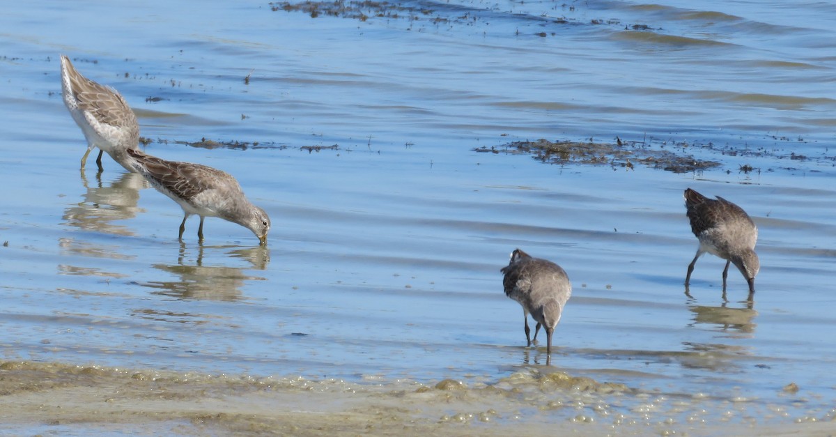 Short-billed/Long-billed Dowitcher - Gwen Lanning