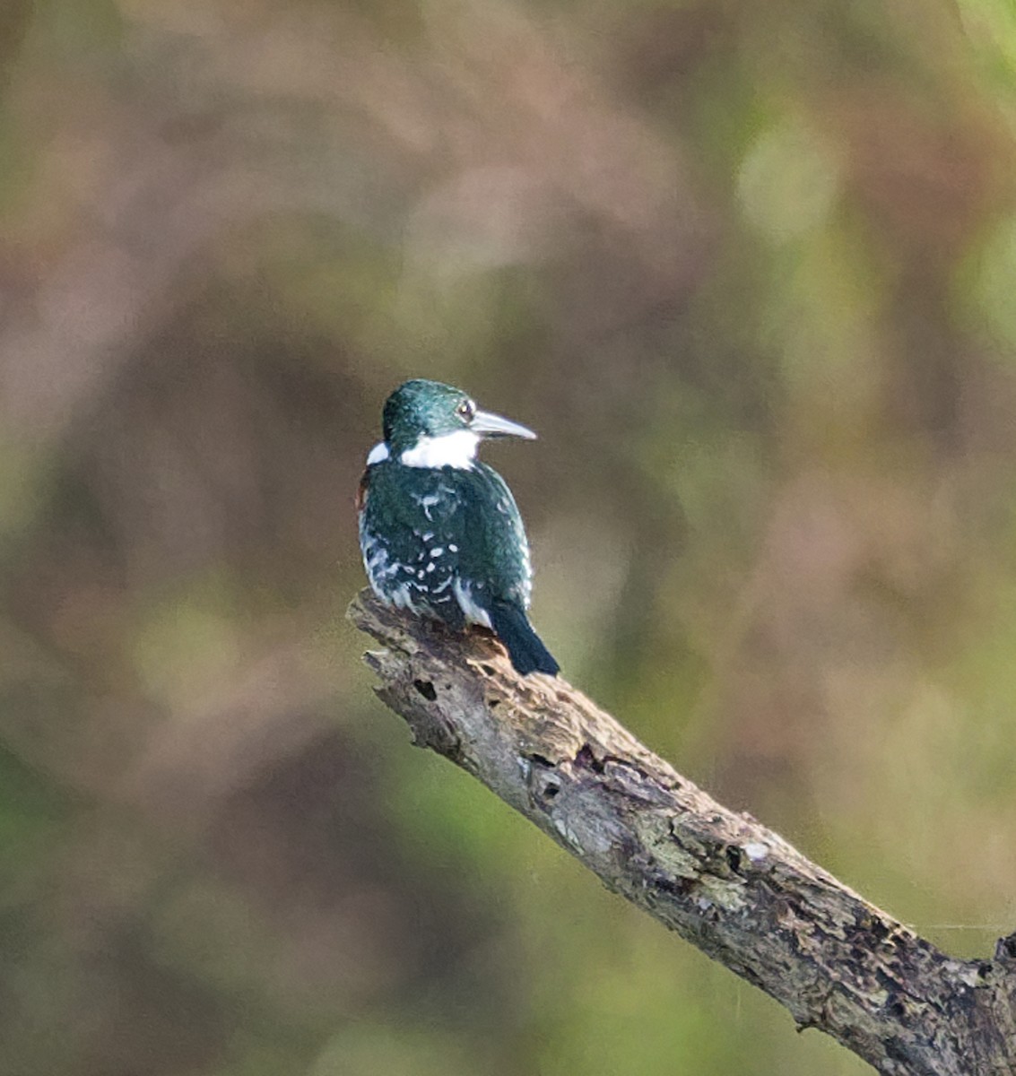 Green Kingfisher - ML386812081