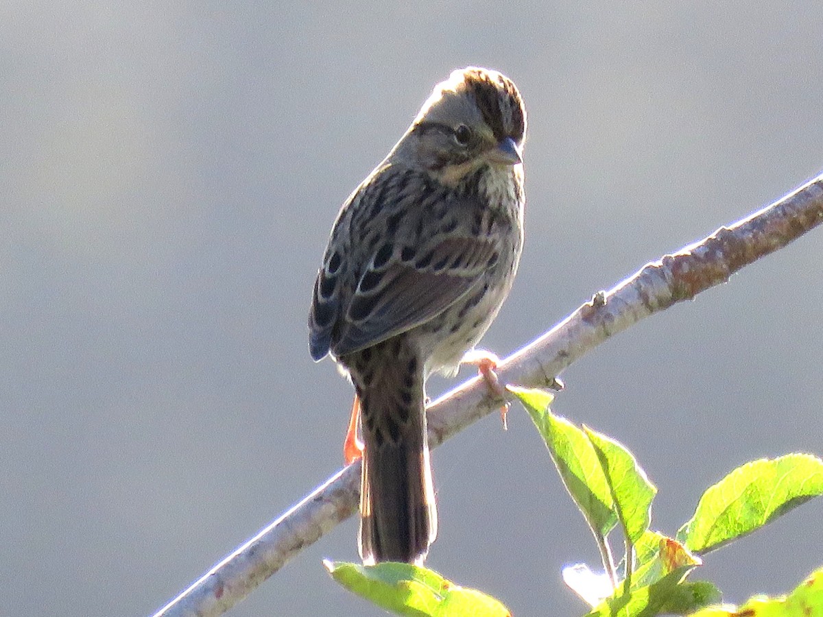 Lincoln's Sparrow - ML38681331