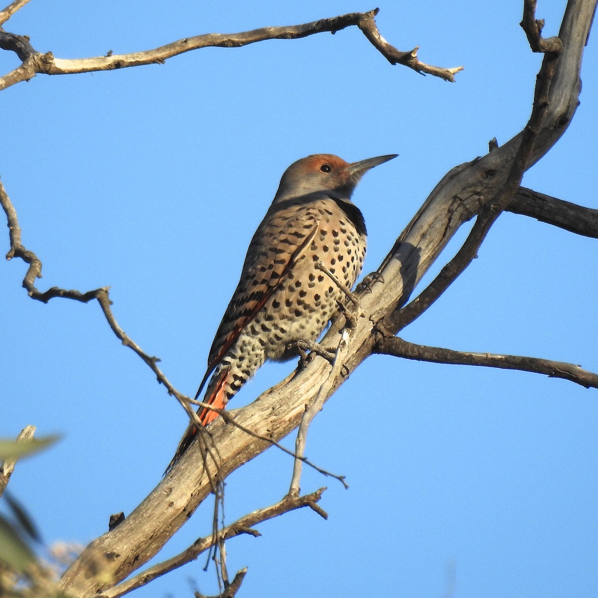 Northern Flicker (Red-shafted) - ML386813541