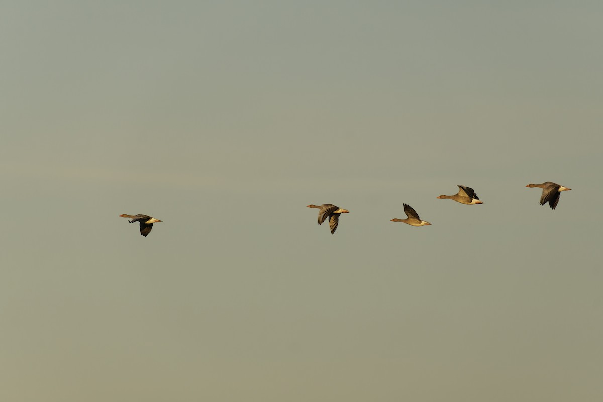 ハイイロガン - ML386814761