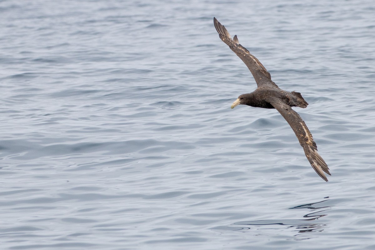 Southern Giant-Petrel - ML386816371