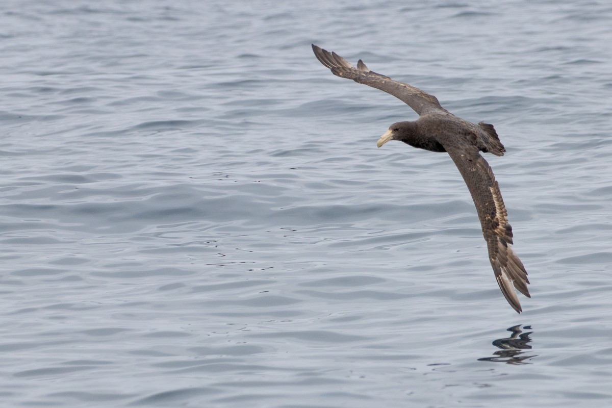 Southern Giant-Petrel - ML386816391