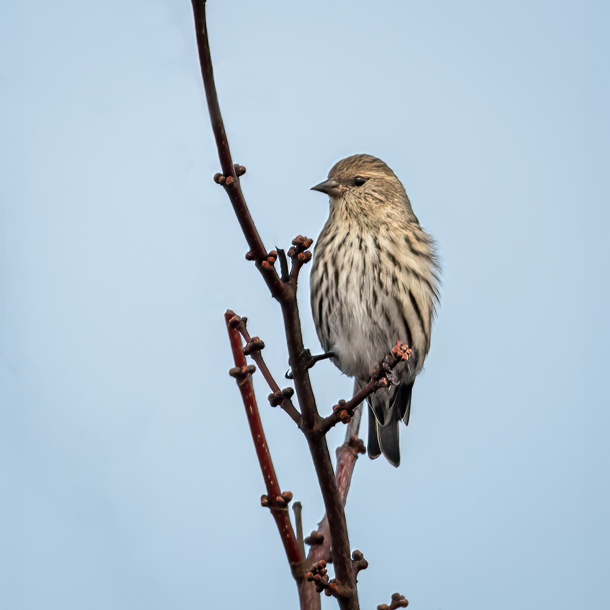 Pine Siskin - ML386816661