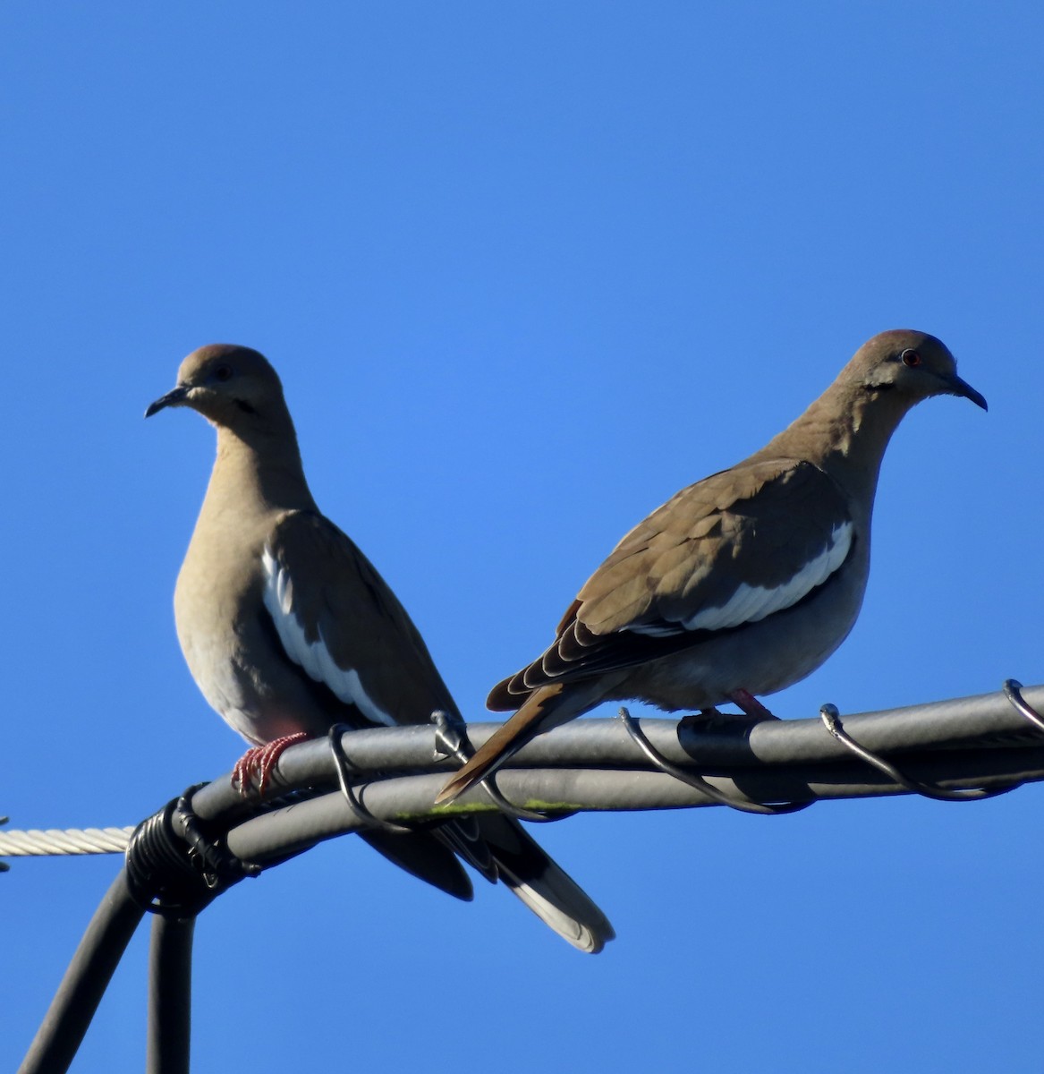 White-winged Dove - ML386819301
