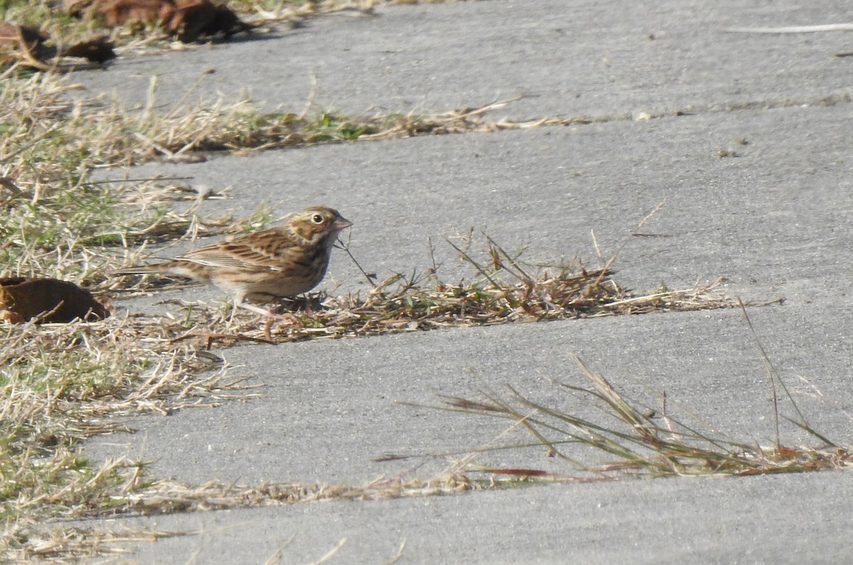 Vesper Sparrow - Daniel Lane
