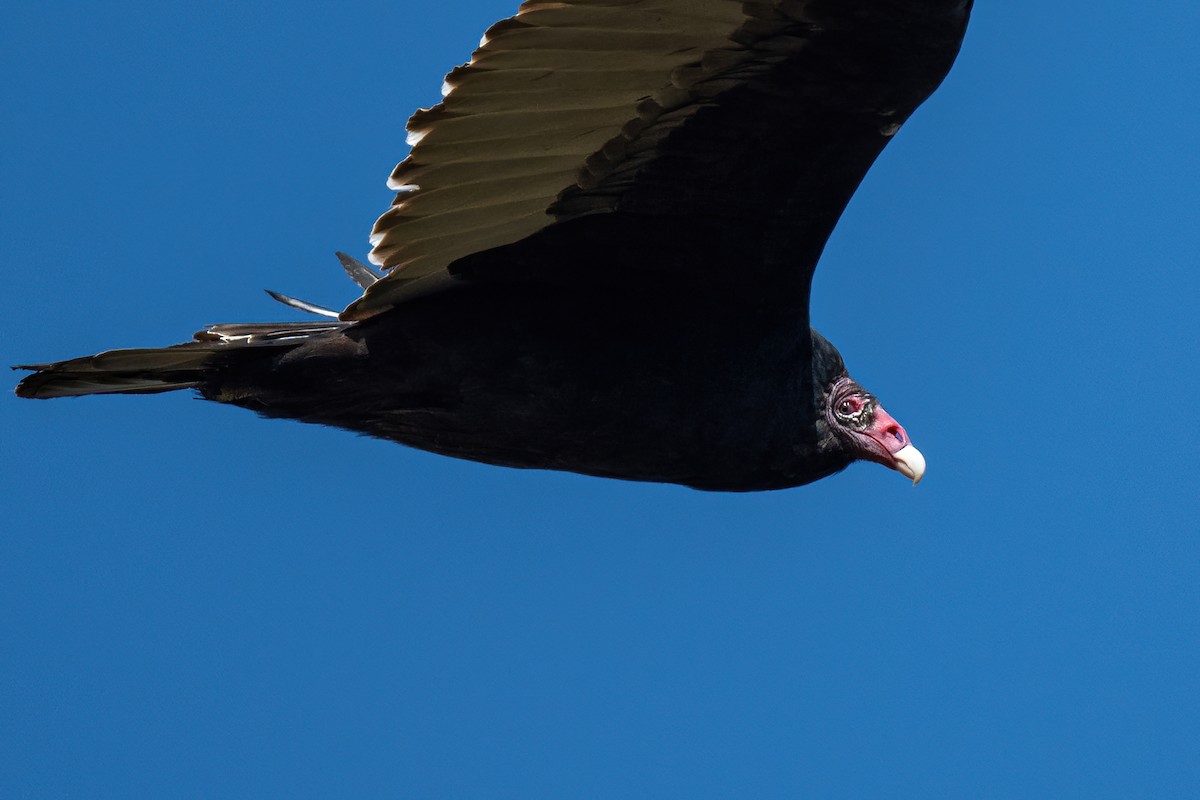Turkey Vulture - ML386822411