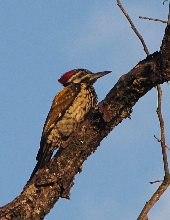 Black-rumped Flameback - ML38682281