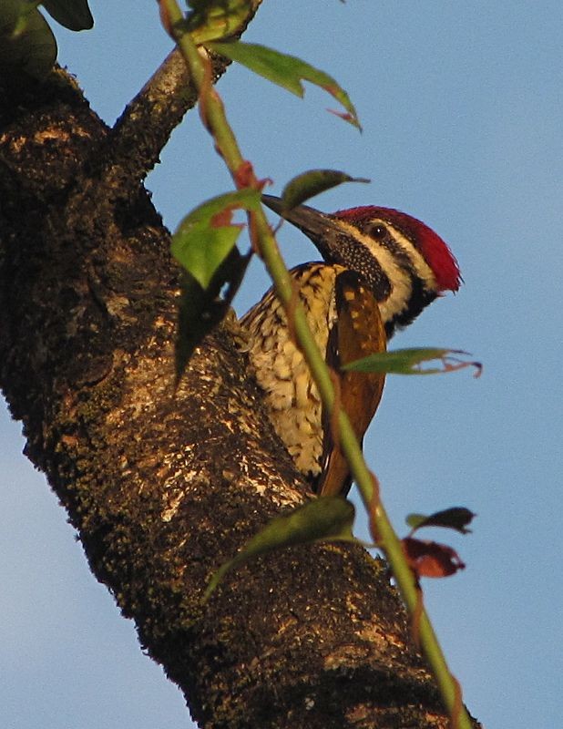 Black-rumped Flameback - ML38682291