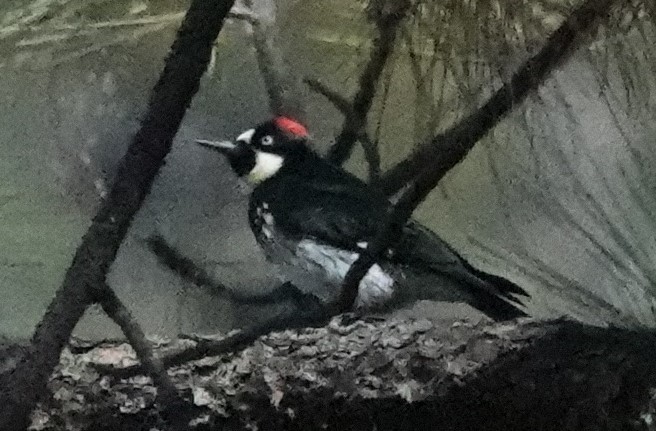 Acorn Woodpecker - ML386823781