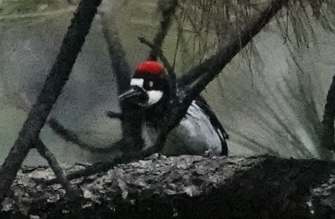 Acorn Woodpecker - Chuck Hignite