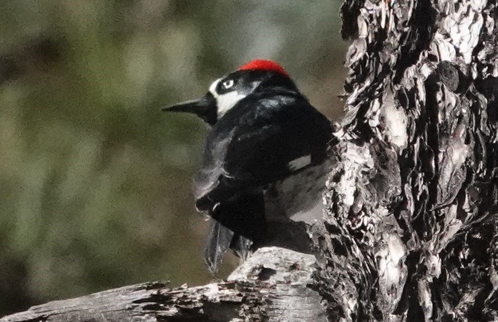 Acorn Woodpecker - ML386823801