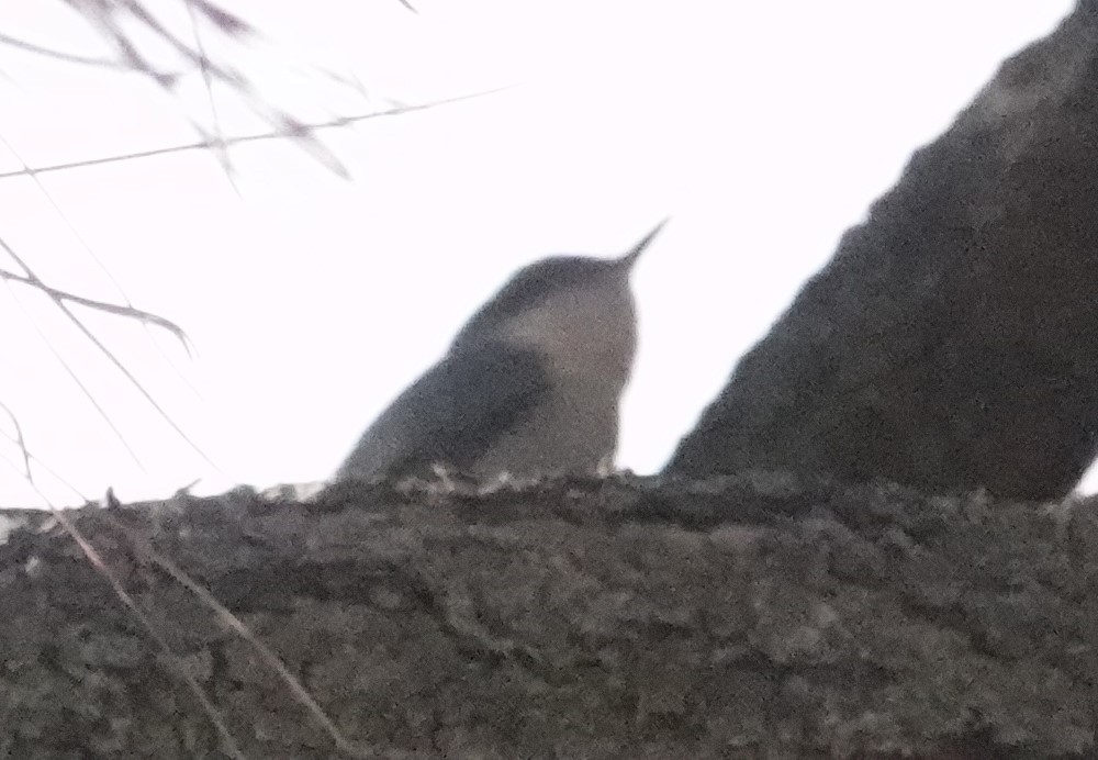 Pygmy Nuthatch - ML386824171