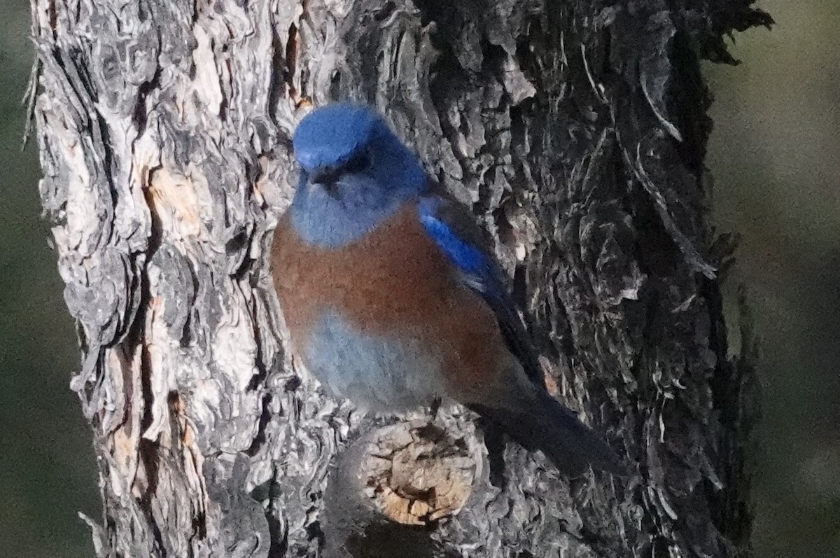 Western Bluebird - ML386824411