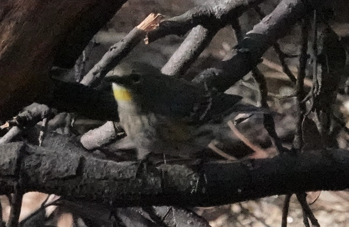 Yellow-rumped Warbler (Audubon's) - ML386824511