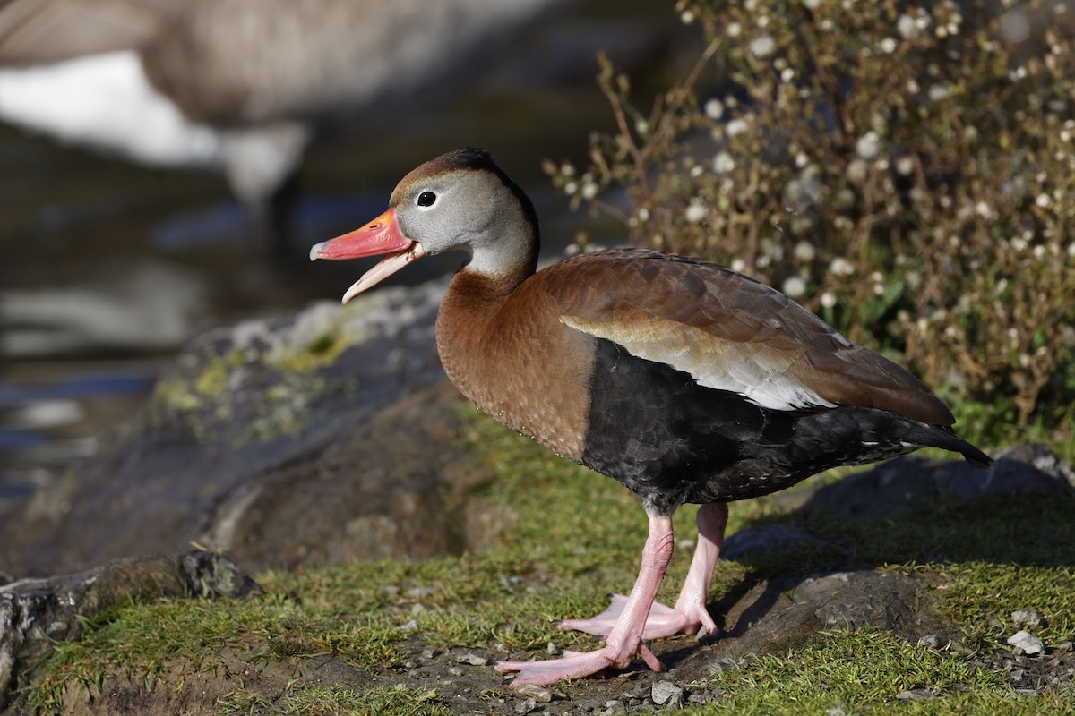 Black-bellied Whistling-Duck - Allanah Vokes