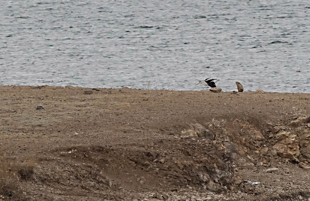 American Avocet - ML38682541