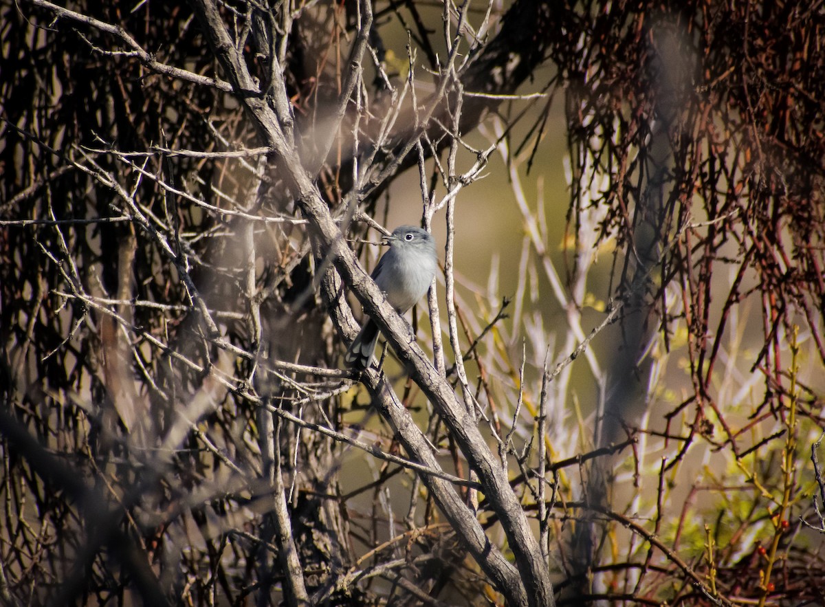 Black-tailed Gnatcatcher - ML386825411