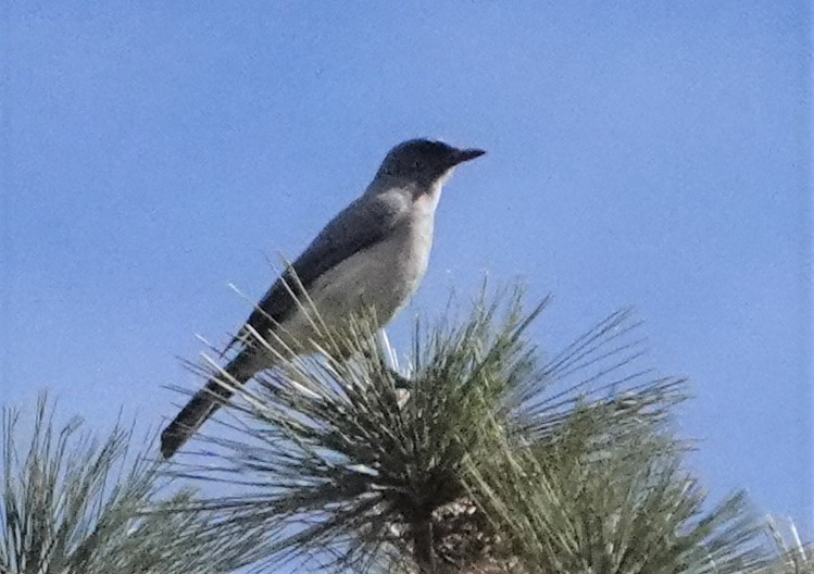 Mexican Jay (Arizona) - ML386826081