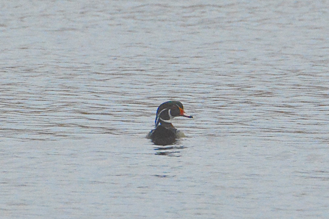 Pato Joyuyo - ML38682671