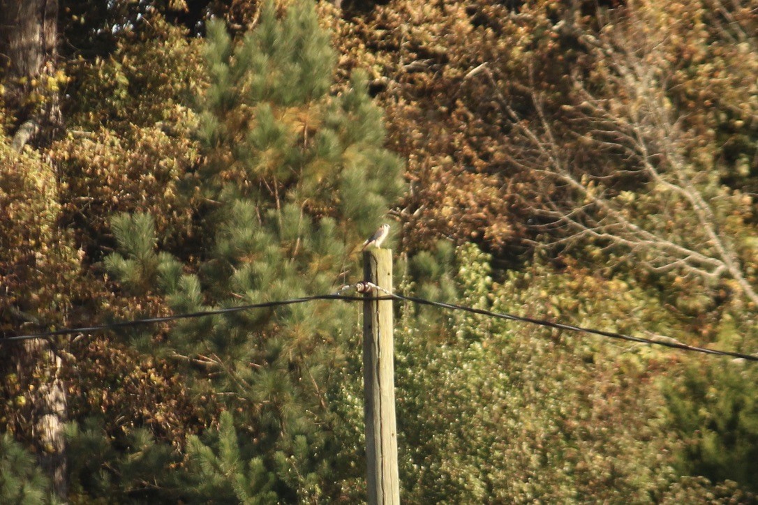 American Kestrel - ML386827691