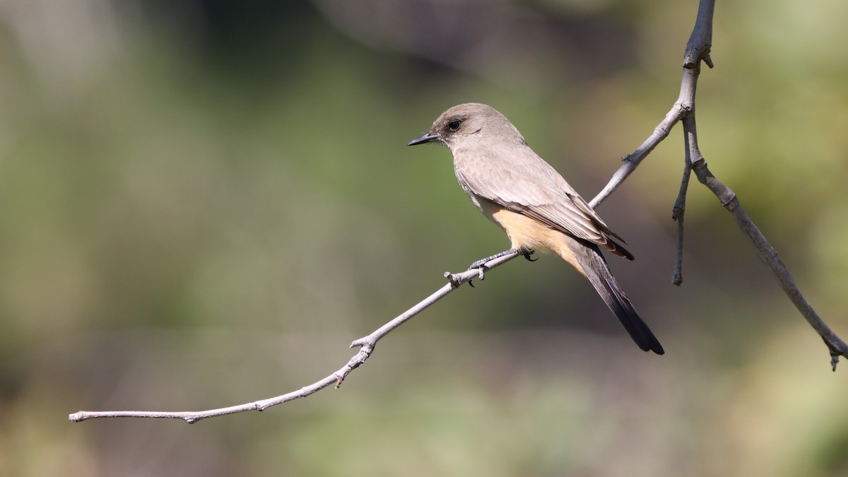 Say's Phoebe - ML386828331