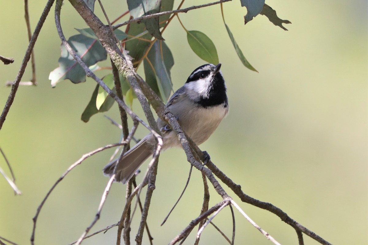 Mountain Chickadee - ML386828401