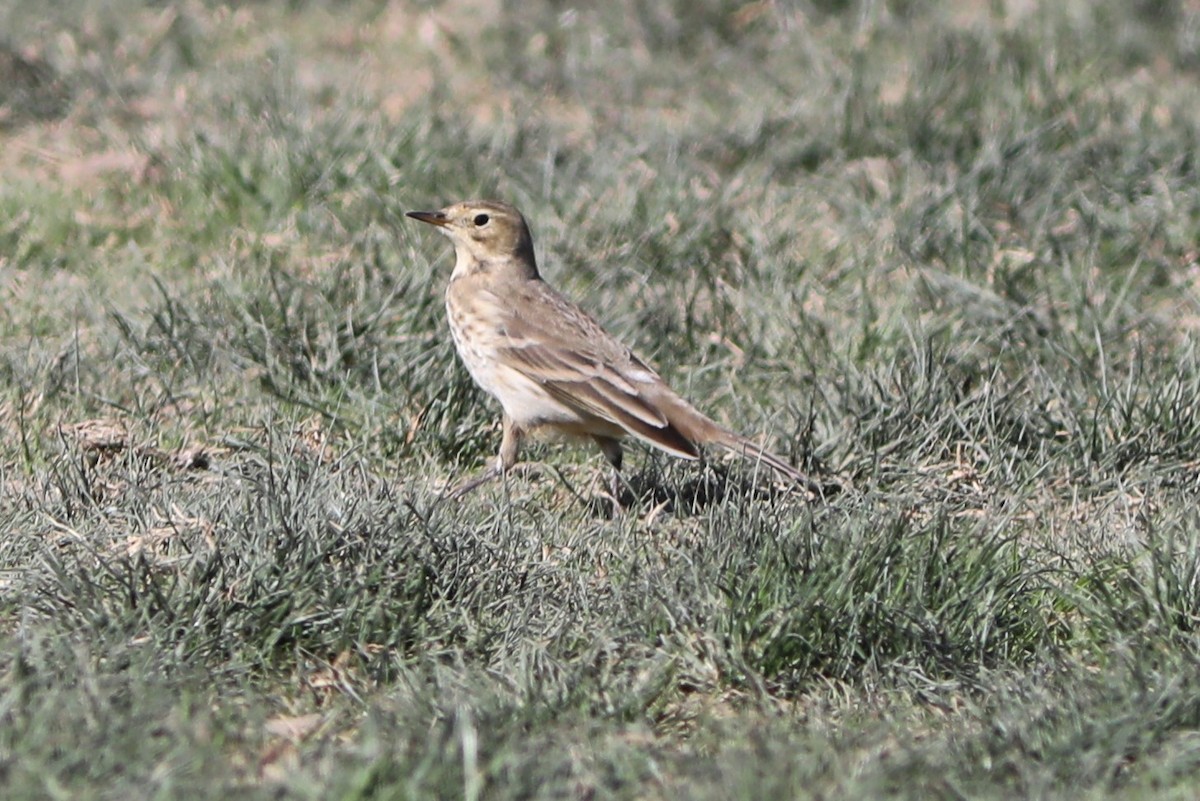 American Pipit - ML386828521