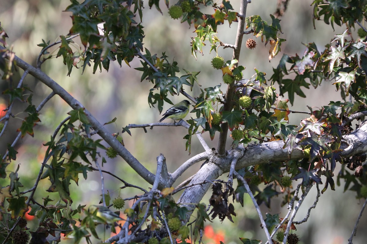 Lesser Goldfinch - ML386828671